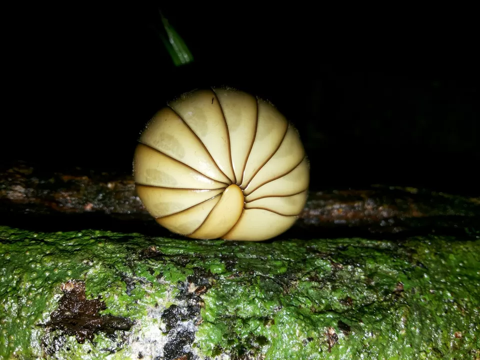 Photo of Pune, Maharashtra, India by Dipanwita Chakraborty