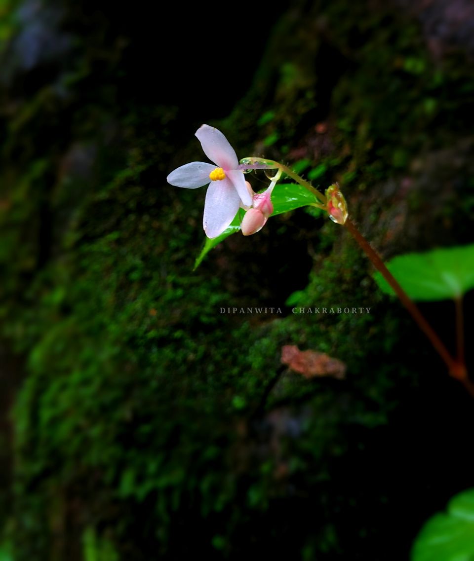 Photo of The Trails Dwelling in Darkness- Jungle Trek to Andharban by Dipanwita Chakraborty