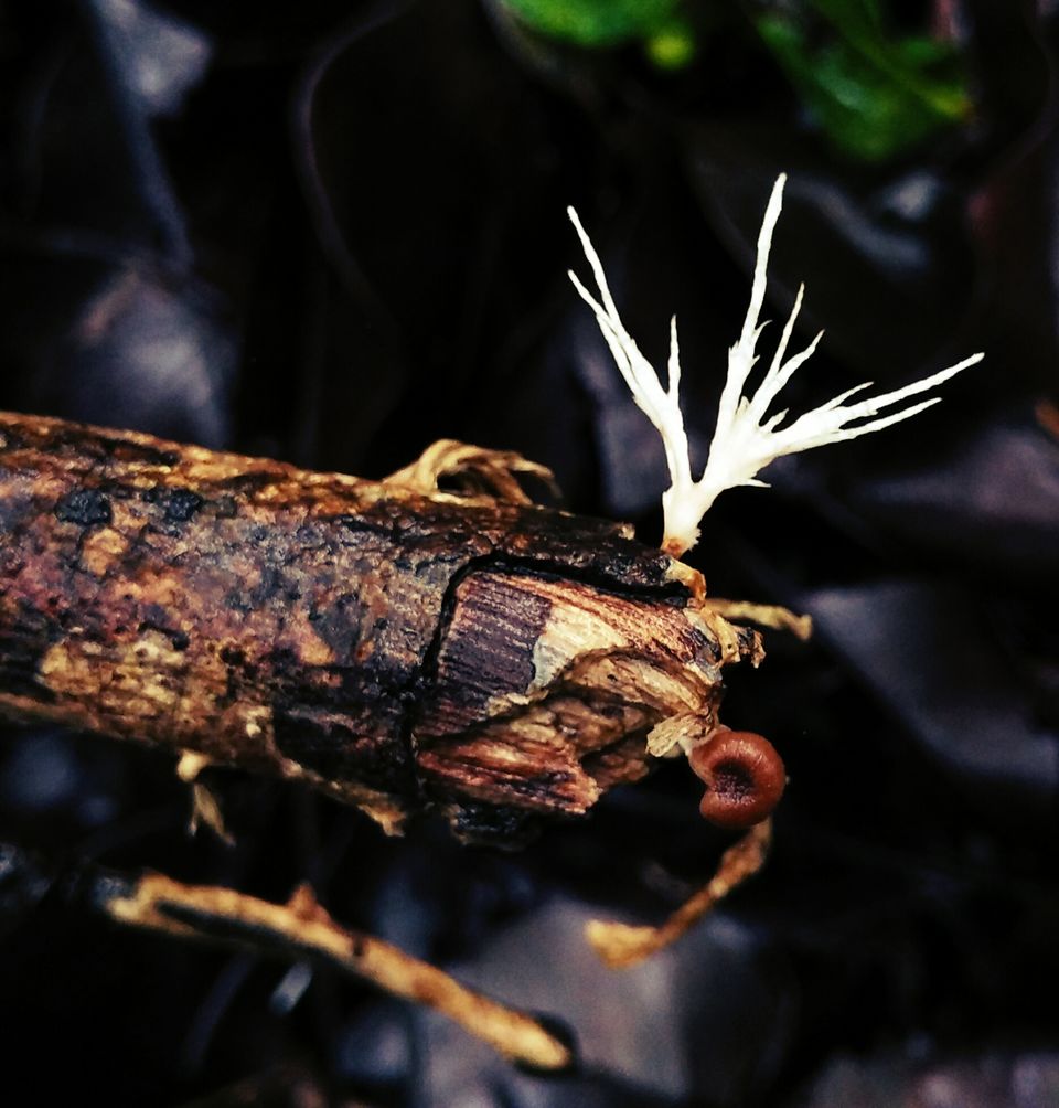 Photo of The Trails Dwelling in Darkness- Jungle Trek to Andharban by Dipanwita Chakraborty