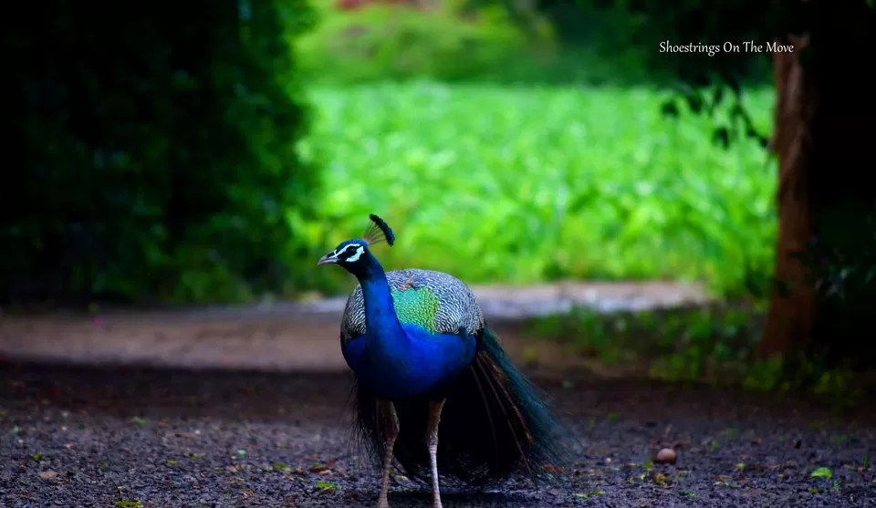 Photo of With Tamarind Trees And Dancing Peacocks, This Gorgeous Weekend Getaway Is Just 5 Hours From Mumbai by Dipanwita Chakraborty