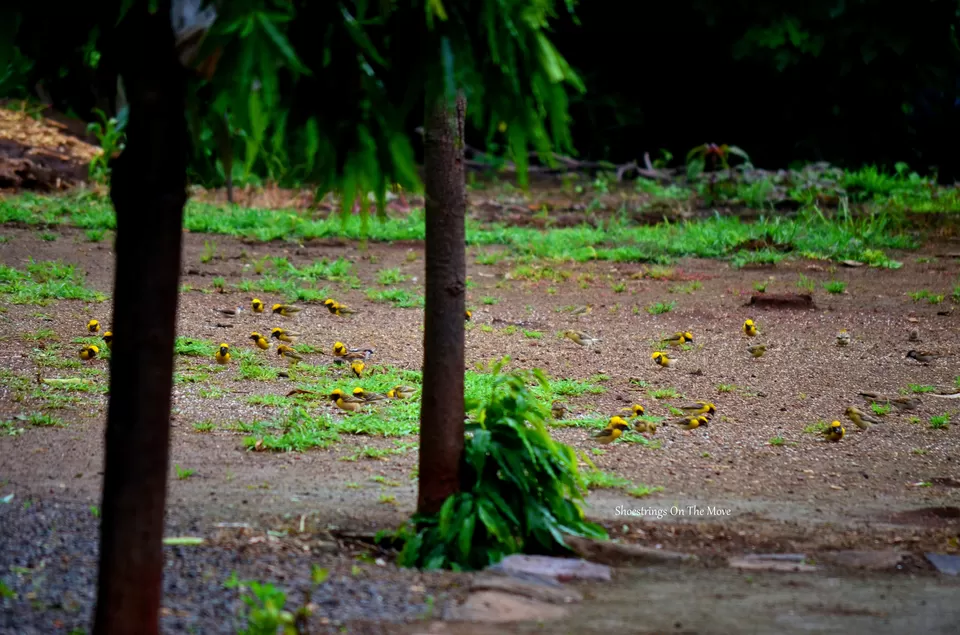 Photo of Chincholi, Maharashtra, India by Dipanwita Chakraborty