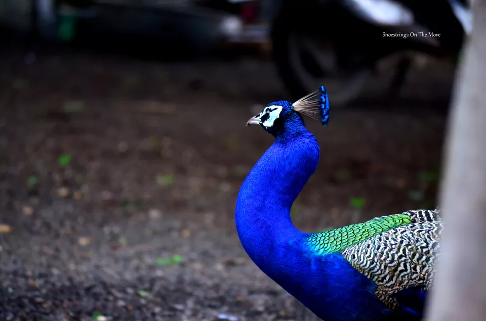 Photo of With Tamarind Trees And Dancing Peacocks, This Gorgeous Weekend Getaway Is Just 5 Hours From Mumbai by Dipanwita Chakraborty