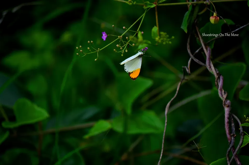 Photo of Chincholi, Maharashtra, India by Dipanwita Chakraborty