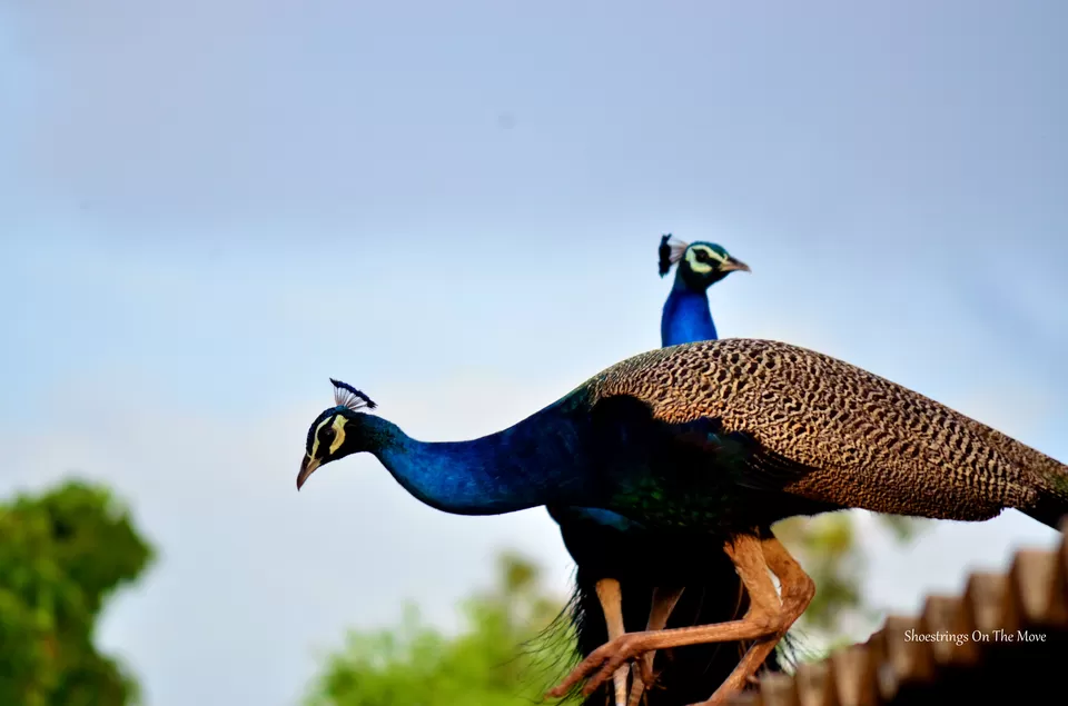 Photo of With Tamarind Trees And Dancing Peacocks, This Gorgeous Weekend Getaway Is Just 5 Hours From Mumbai by Dipanwita Chakraborty
