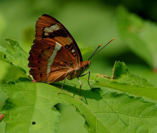 Photo of Sanjay Gandhi National Park, Mumbai, Maharashtra, India by Dipanwita Chakraborty