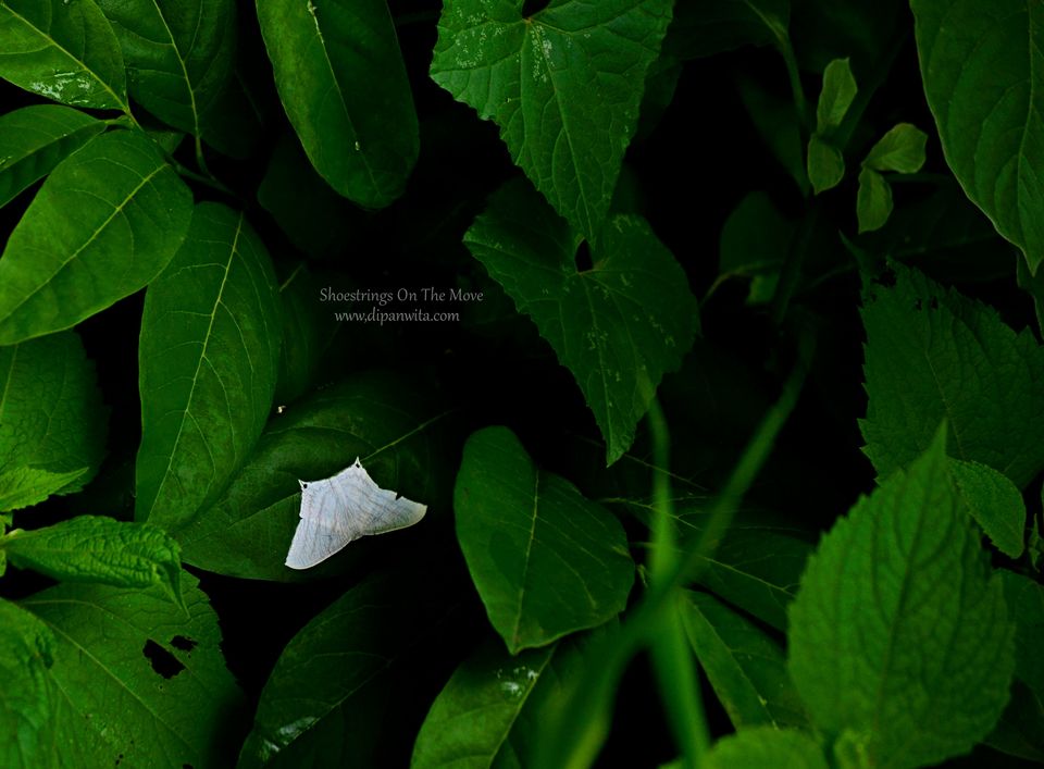 Photo of Sanjay Gandhi National Park, Mumbai, Maharashtra, India by Dipanwita Chakraborty