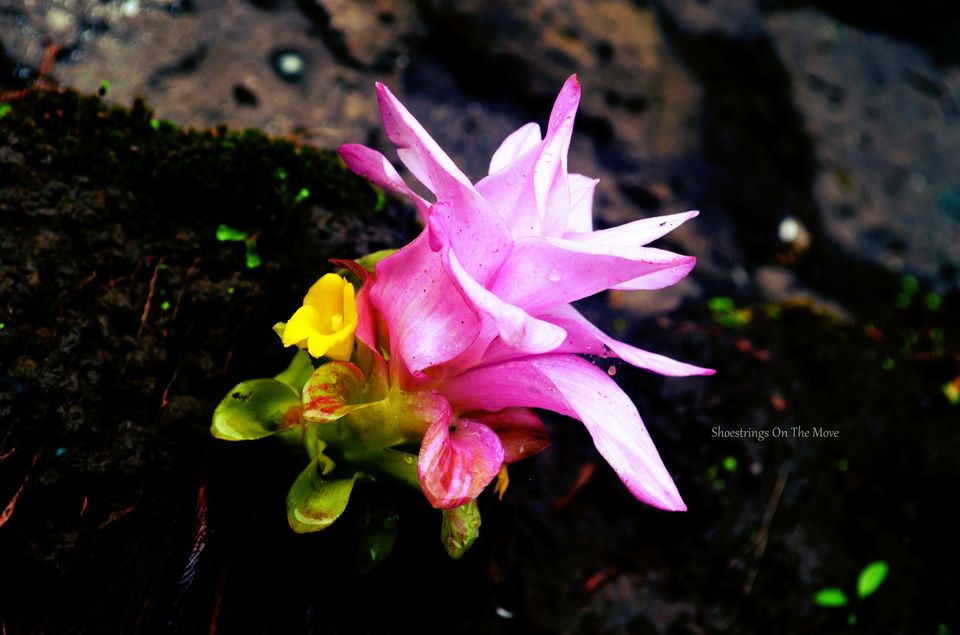 Photo of Mumbaikars, We Have Your Weekend Plan Sorted. And It's For Less Than ₹50... by Dipanwita Chakraborty
