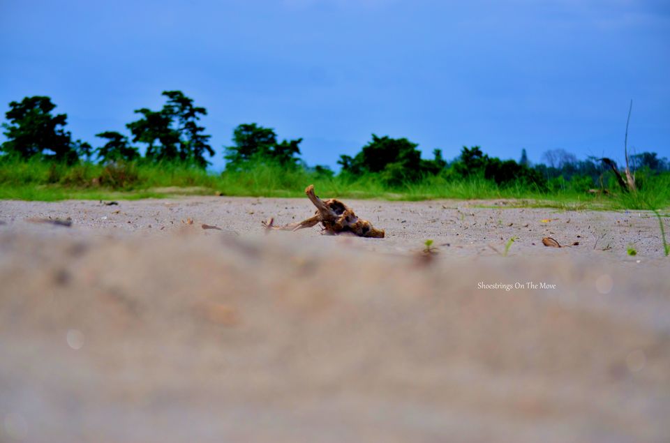 Photo of Nameri National Park by Dipanwita Chakraborty
