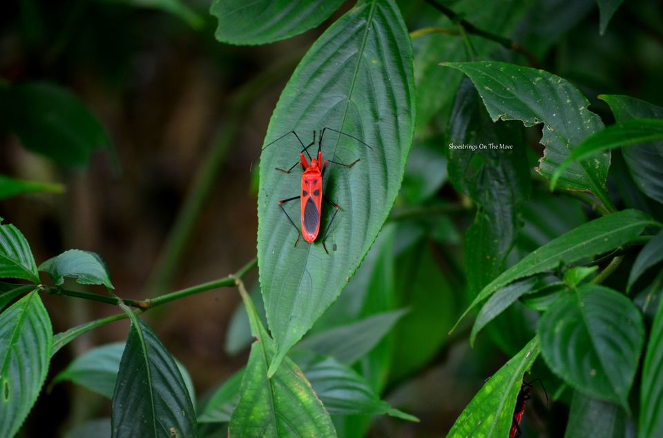 Photo of A Jungle Trek Through This National Park Will Make You Fall In Love With Wilderness by Dipanwita Chakraborty