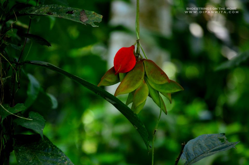 Photo of A Jungle Trek Through This National Park Will Make You Fall In Love With Wilderness by Dipanwita Chakraborty