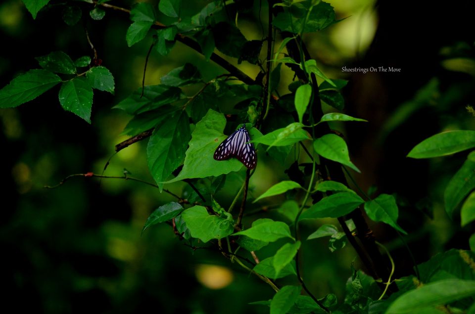 Photo of A Jungle Trek Through This National Park Will Make You Fall In Love With Wilderness by Dipanwita Chakraborty