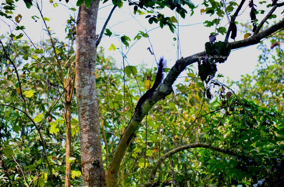 Photo of A Jungle Trek Through This National Park Will Make You Fall In Love With Wilderness by Dipanwita Chakraborty