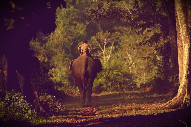 Photo of A Jungle Trek Through This National Park Will Make You Fall In Love With Wilderness by Dipanwita Chakraborty