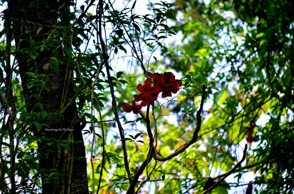 Photo of A Jungle Trek Through This National Park Will Make You Fall In Love With Wilderness by Dipanwita Chakraborty