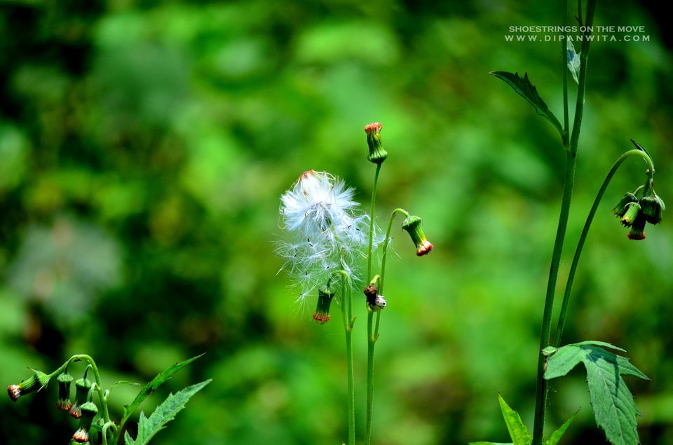 Photo of A Jungle Trek Through This National Park Will Make You Fall In Love With Wilderness by Dipanwita Chakraborty