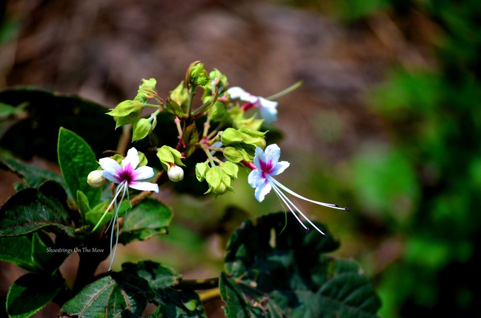 Photo of A Jungle Trek Through This National Park Will Make You Fall In Love With Wilderness by Dipanwita Chakraborty