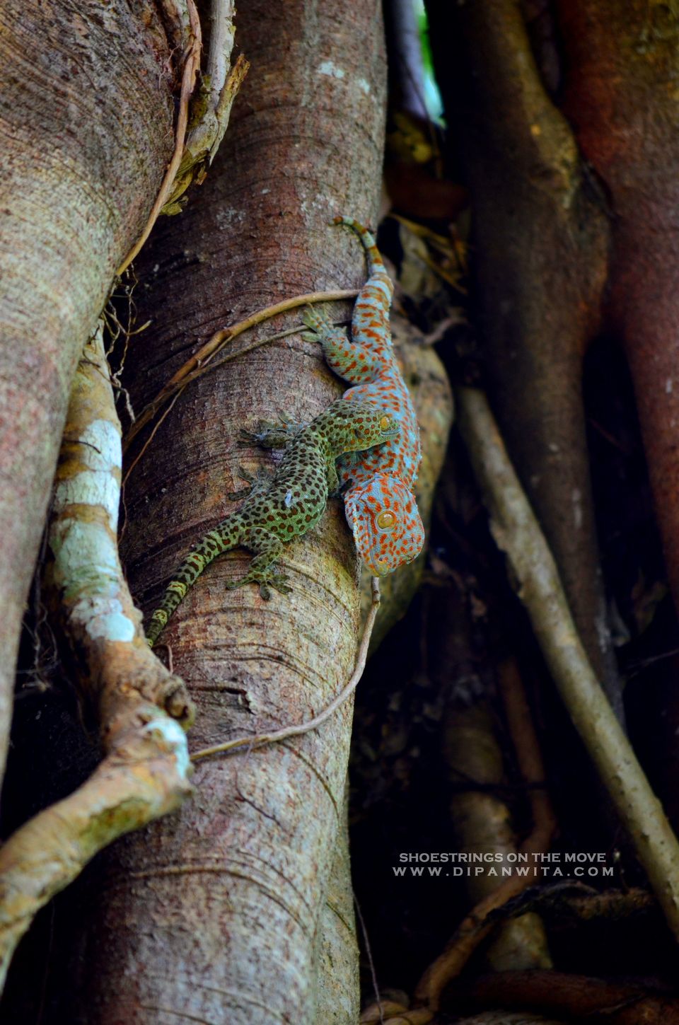 Photo of A Jungle Trek Through This National Park Will Make You Fall In Love With Wilderness by Dipanwita Chakraborty