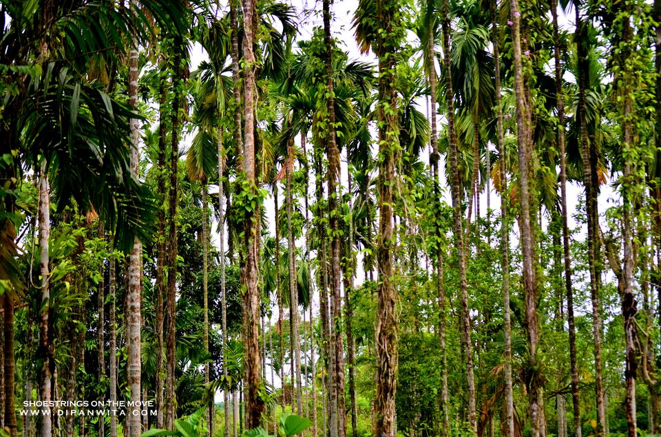 Photo of A Jungle Trek Through This National Park Will Make You Fall In Love With Wilderness by Dipanwita Chakraborty