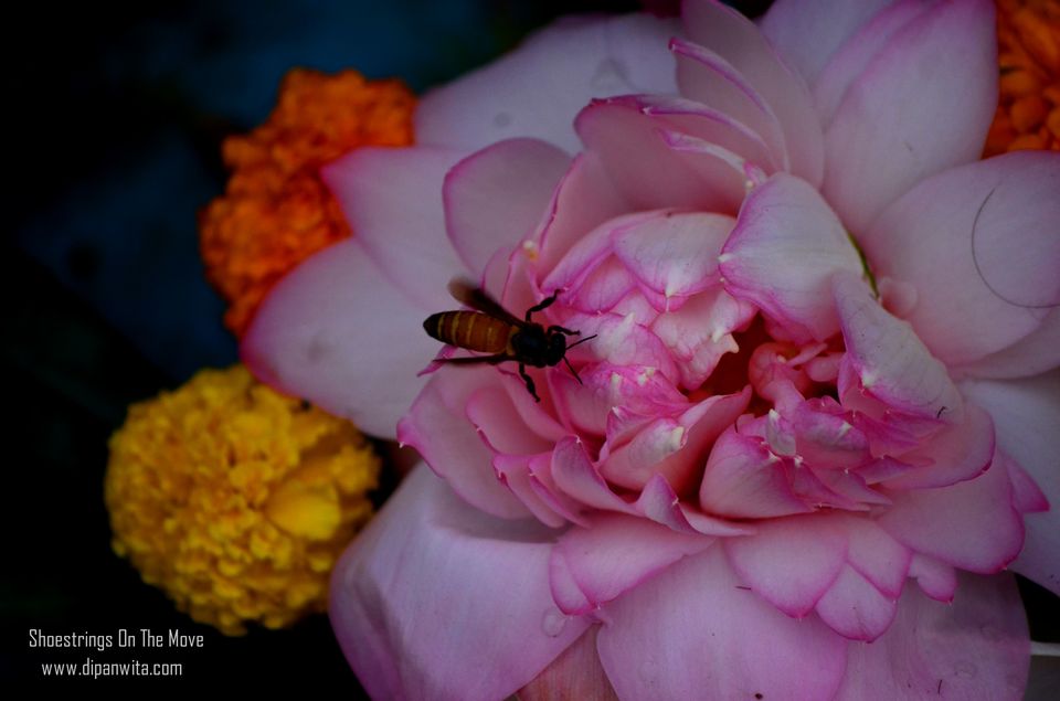 Photo of Mallik Ghat Flower Market- A Riot Of Colors Under Howrah Bridge 8/21 by Dipanwita Chakraborty