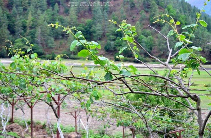 Photo of Sangti Valley - A Treasure Trove of Serenity 3/5 by Dipanwita Chakraborty