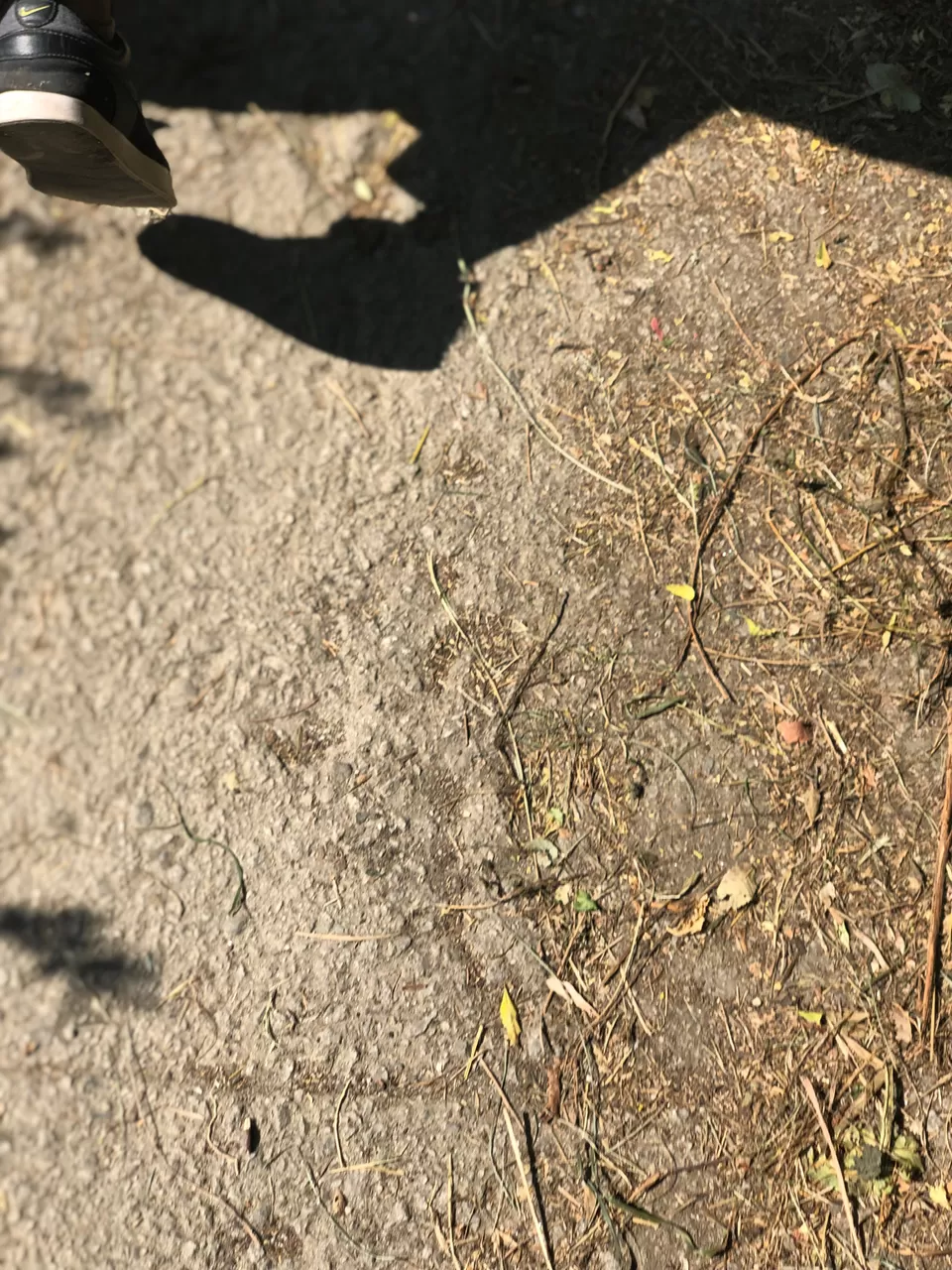 Photo of Jogini Falls, Vashist, Himachal Pradesh, India by Tejasvi.Moodytraveller