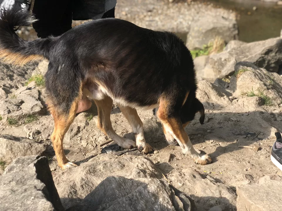 Photo of Jogini Falls, Vashist, Himachal Pradesh, India by Tejasvi.Moodytraveller