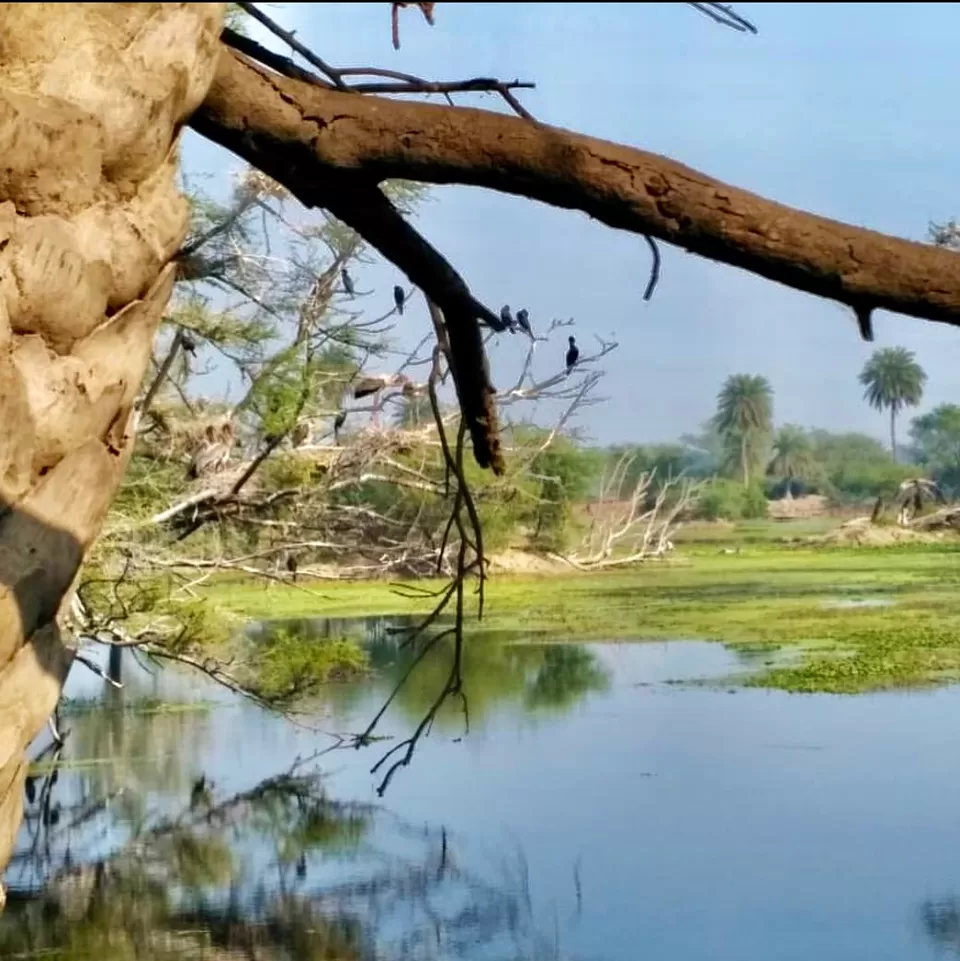 Photo of Bharatpur Bird Sanctuary, Road, Bharatpur, Rajasthan, India by Tejasvi.Moodytraveller