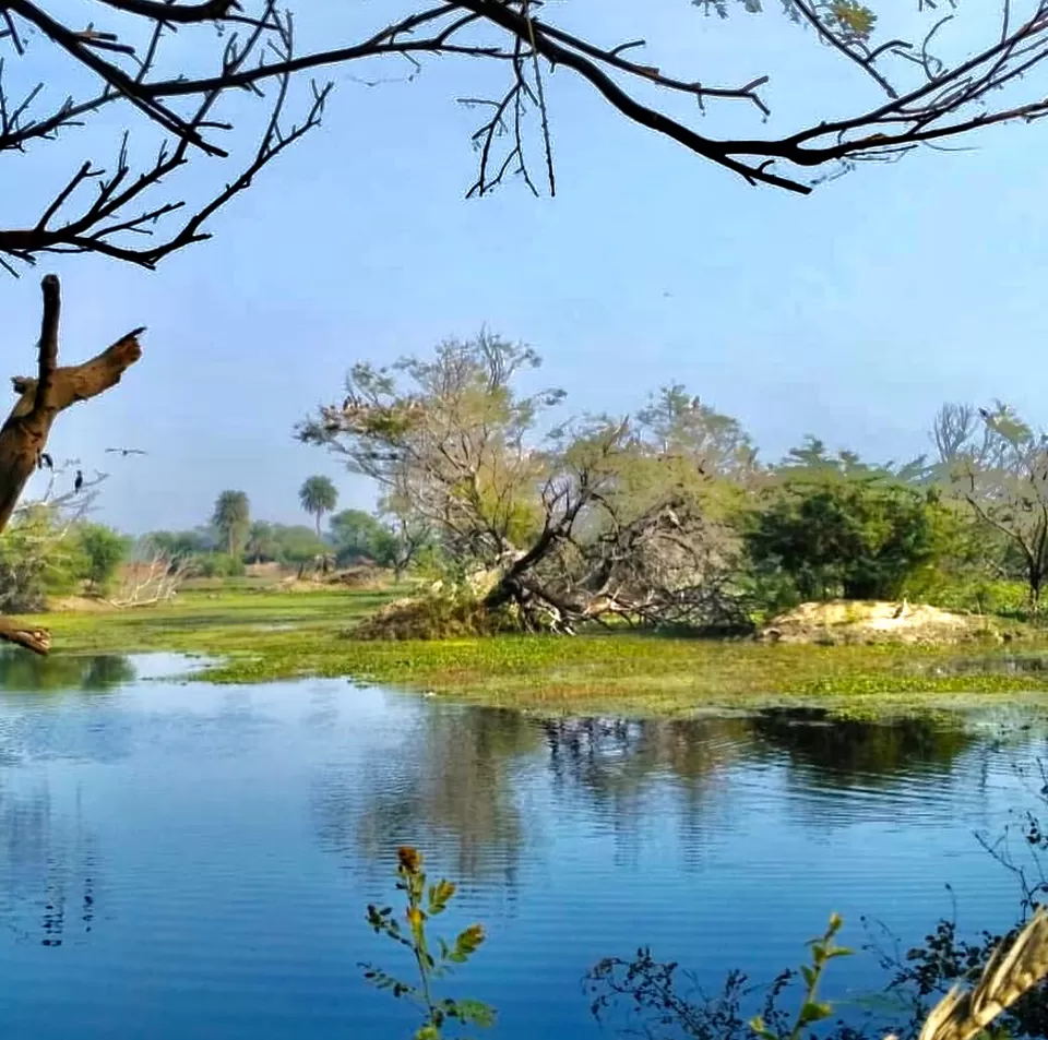 Photo of Bharatpur Bird Sanctuary, Road, Bharatpur, Rajasthan, India by Tejasvi.Moodytraveller