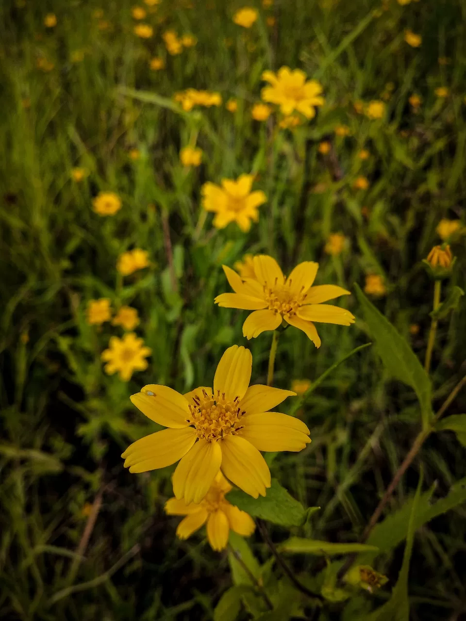 Photo of Kaas Plateau, satara, Maharashtra, India by Aariz Markhelkar