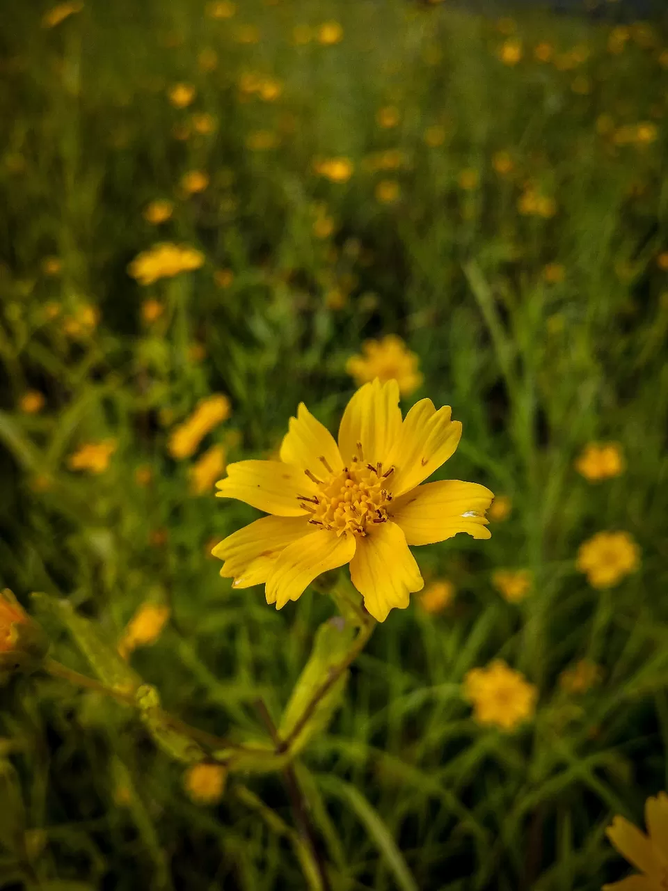 Photo of Kaas Plateau, satara, Maharashtra, India by Aariz Markhelkar