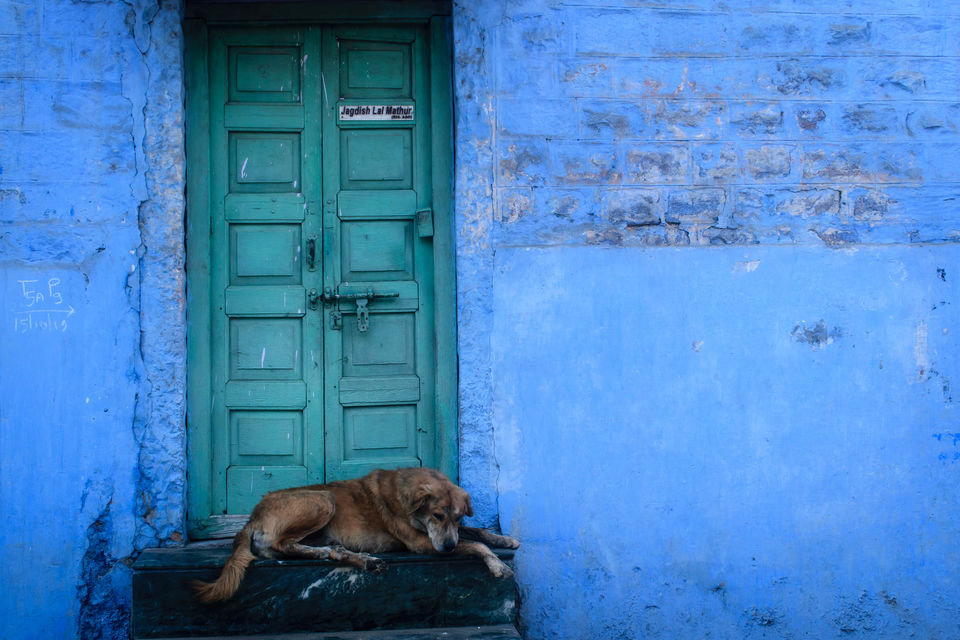 Photo of The Blue City of India: Jodhpur Travelogue & Guide 26/36 by Amey Pednekar