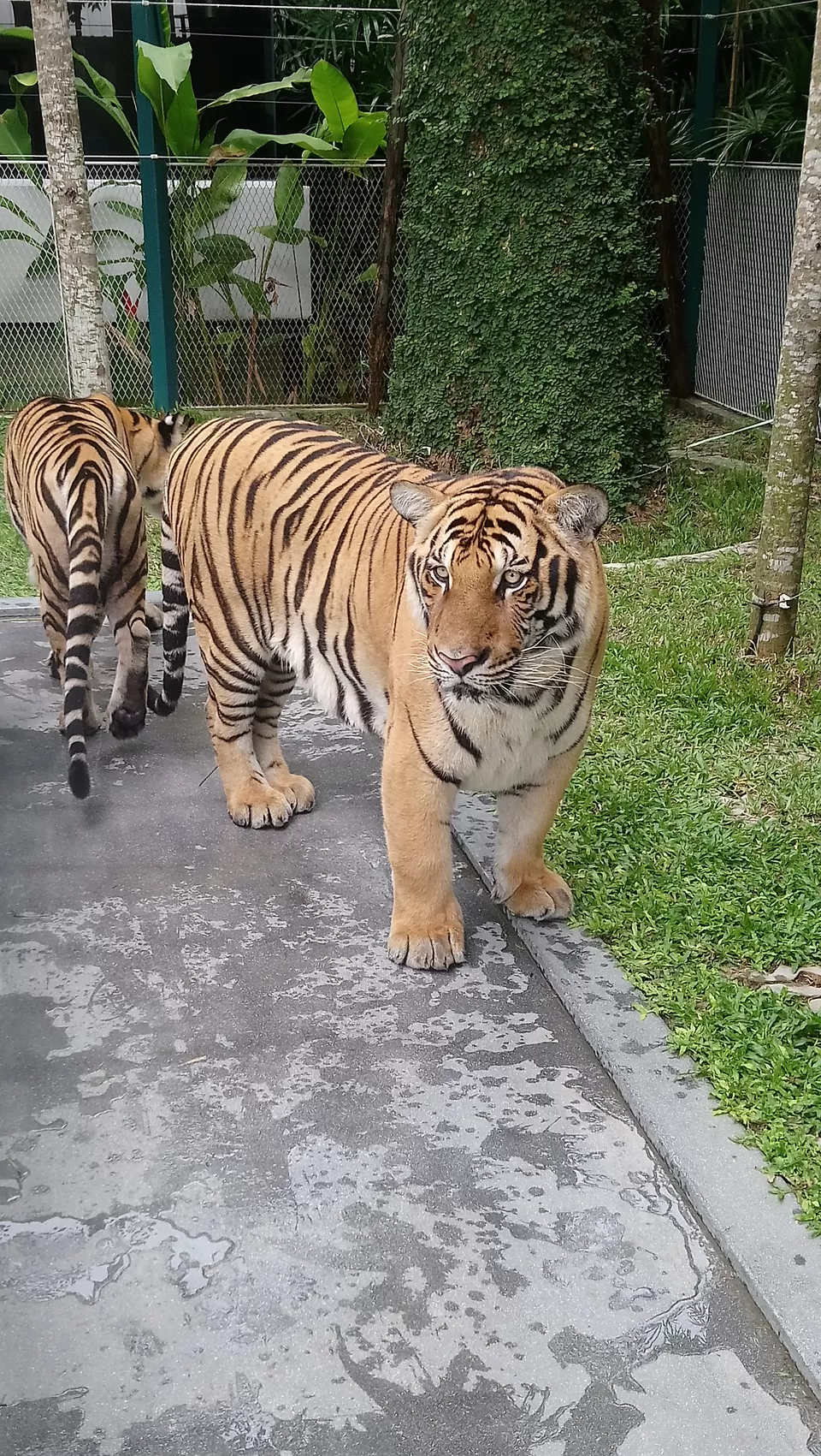 Photo of Tiger Park - Pattaya, Pattaya City, Bang Lamung District, Chon Buri, Thailand by The VagabonG