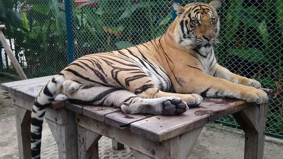 Photo of Tiger Park - Pattaya, Pattaya City, Bang Lamung District, Chon Buri, Thailand by The VagabonG
