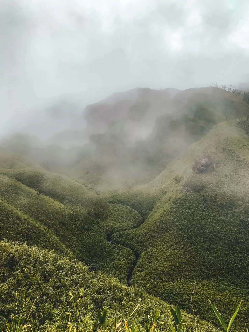 Photo of Dzükou Valley, Mao, Manipur, India by Srishti Tehri