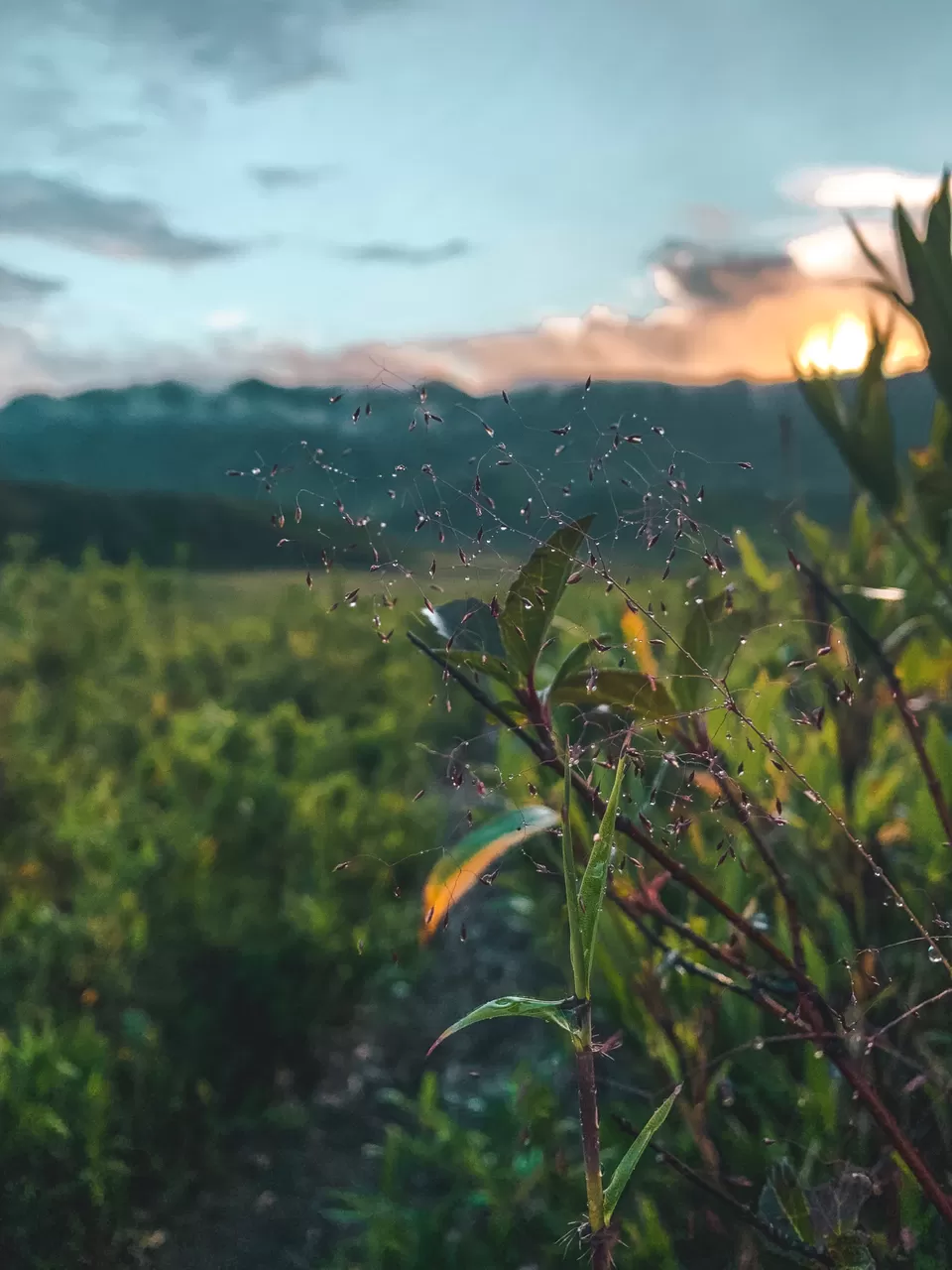 Photo of Dzükou Valley, Mao, Manipur, India by Srishti Tehri