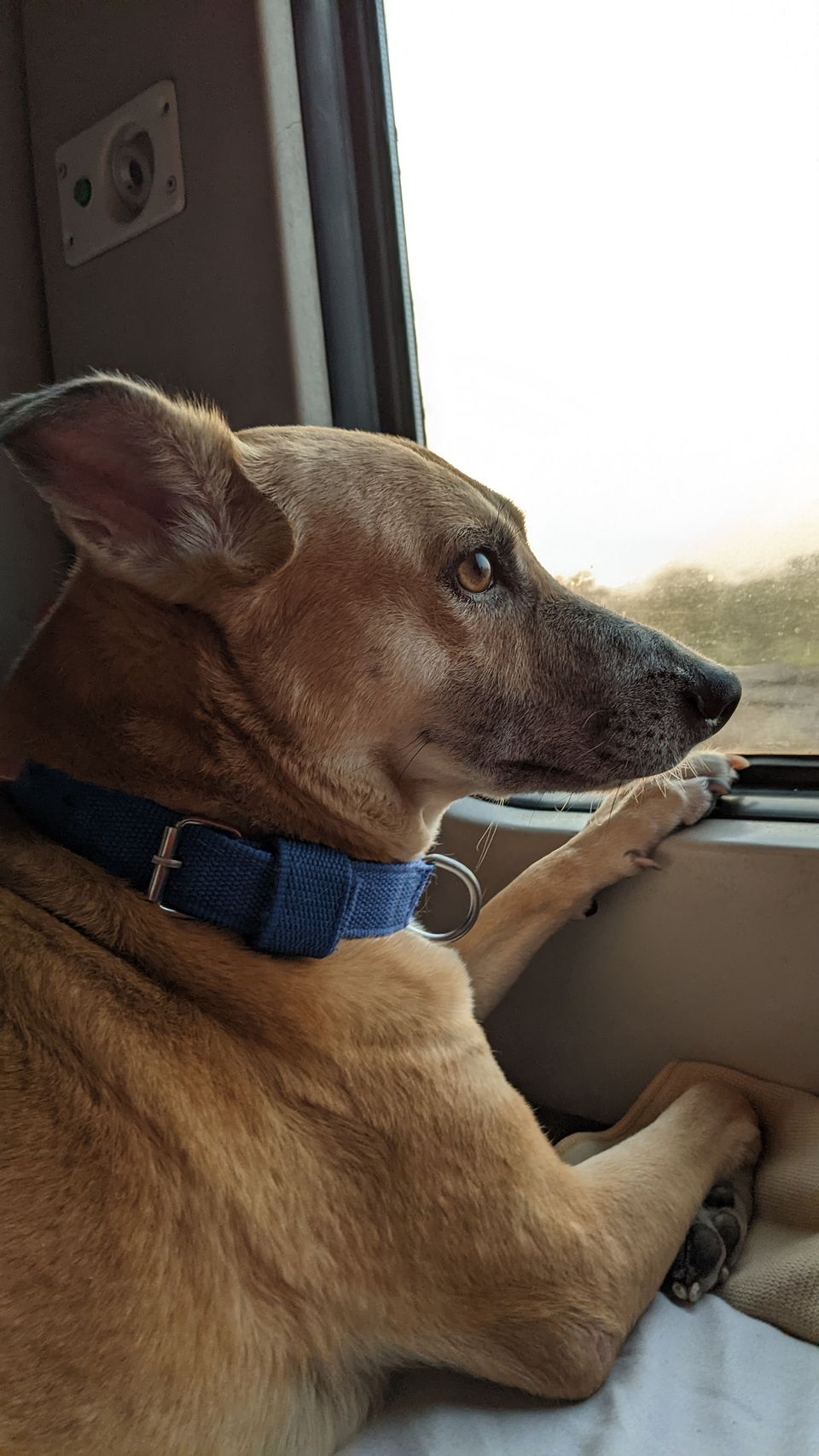 Photo of Butlee Chali Bambaiiii - Info on train travel with pets from Kolkata #Pettraveldiary #Travellingpet by Sinchita Sinha