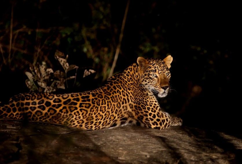 Photo of India To Get Its First Night Safari in Lucknow, Uttar Pradesh And It Is Indeed An Elaborate Affair! by Sinchita Sinha