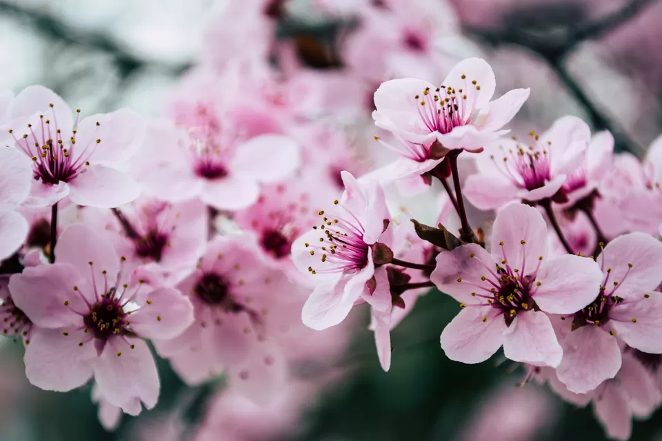 Photo of The Tickets To Shillong Cherry Blossom Festival In India Are Now Live! by Sinchita Sinha