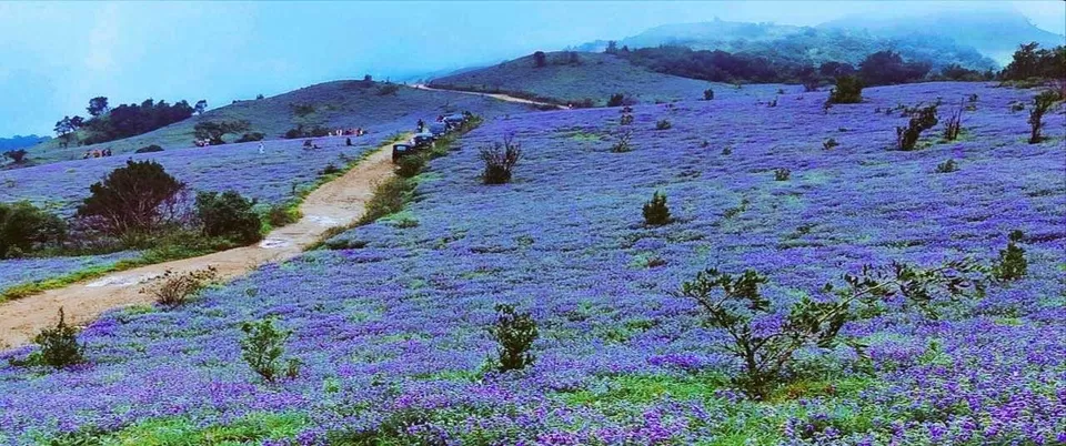 Photo of A Flower That Appears “Once In A Blue Bloom” After Every 12 Years Has Blossomed in Chikkamagalur!! by Sinchita Sinha