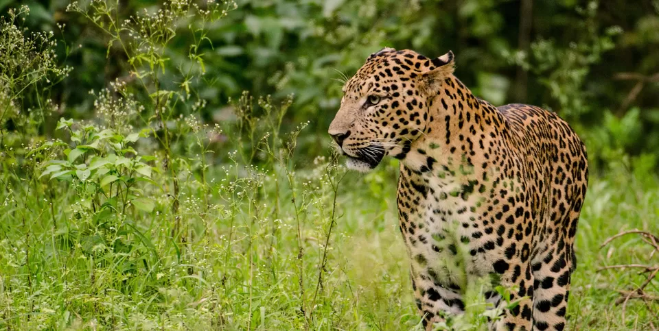Photo of World's Largest Safari Park to Come Up in This Indian State & We Can't Keep Calm! by Sinchita Sinha