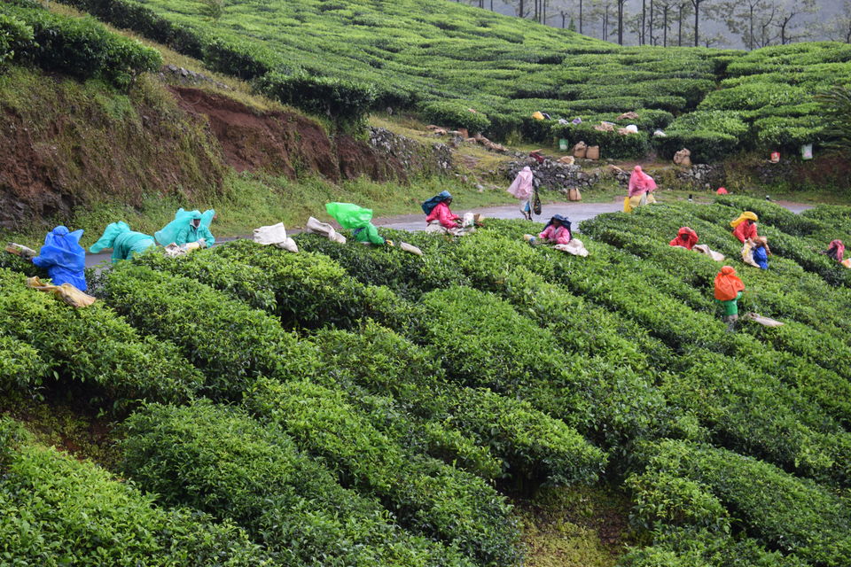 Photo of Kuttikanam & Vagamon; two of Kerala's best kept secrets by Charlotte Rodricks