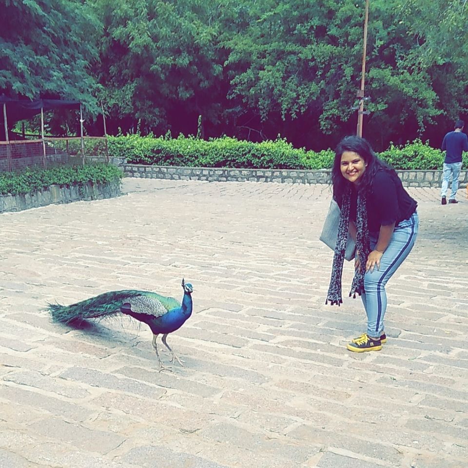 Photo of A day trip to chupa hua Kila aka The Hidden Castle by Neha Singh