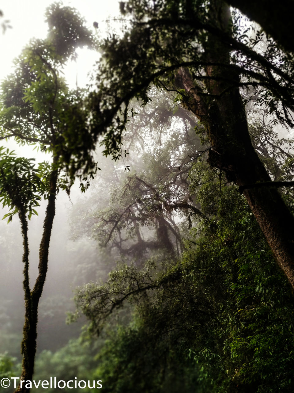 Photo of "Nagaland" - A piece of Paradise where the God dwells! by Brunda Rao Nagraj