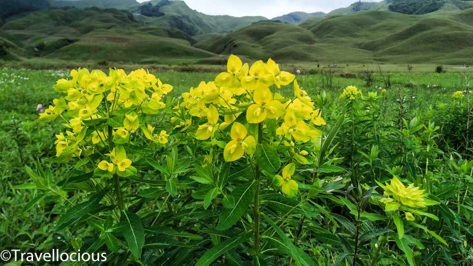 Photo of Dzükou Valley, Viswema, Nagaland, India by Brunda Rao Nagraj