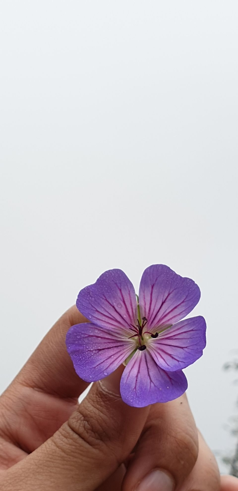 Photo of Triund, Himachal Pradesh by Priyapreet Kaur