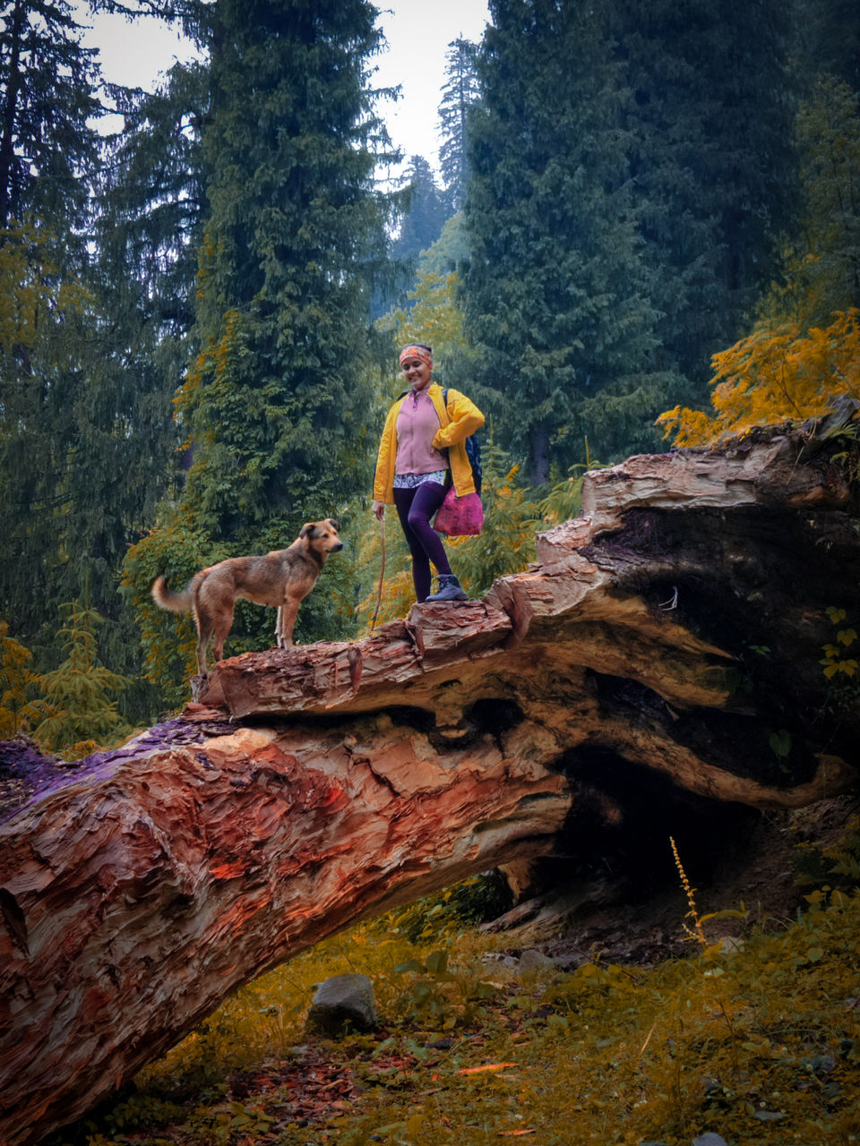 Photo of Offbeat Less Traveled trek in Manali - LAMADUGH DIY Trek in just Rs. 500/- by Wanderlust Himani