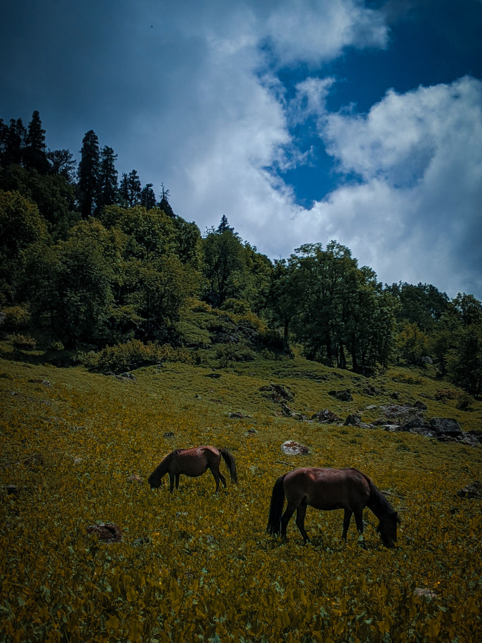 Photo of Offbeat Less Traveled trek in Manali - LAMADUGH DIY Trek in just Rs. 500/- by Wanderlust Himani