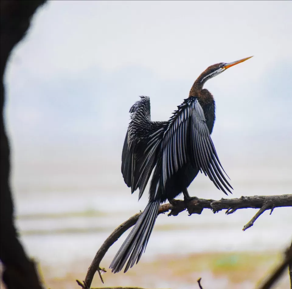 Photo of This February-March, nature enthusiasts can gear up for a serene experience at this national park by kanaya dutta