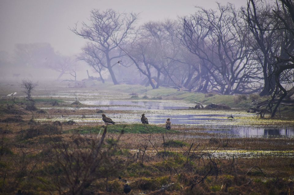 Photo of This February-March, nature enthusiasts can gear up for a serene experience at this national park by kanaya dutta