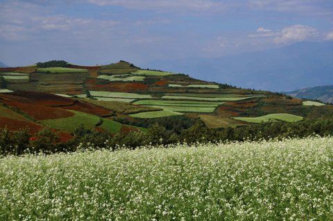 Photo of Dongchuan Red Land: A Paradise of Southern China Where You Can't Stop Clicking by Come Cross the Line